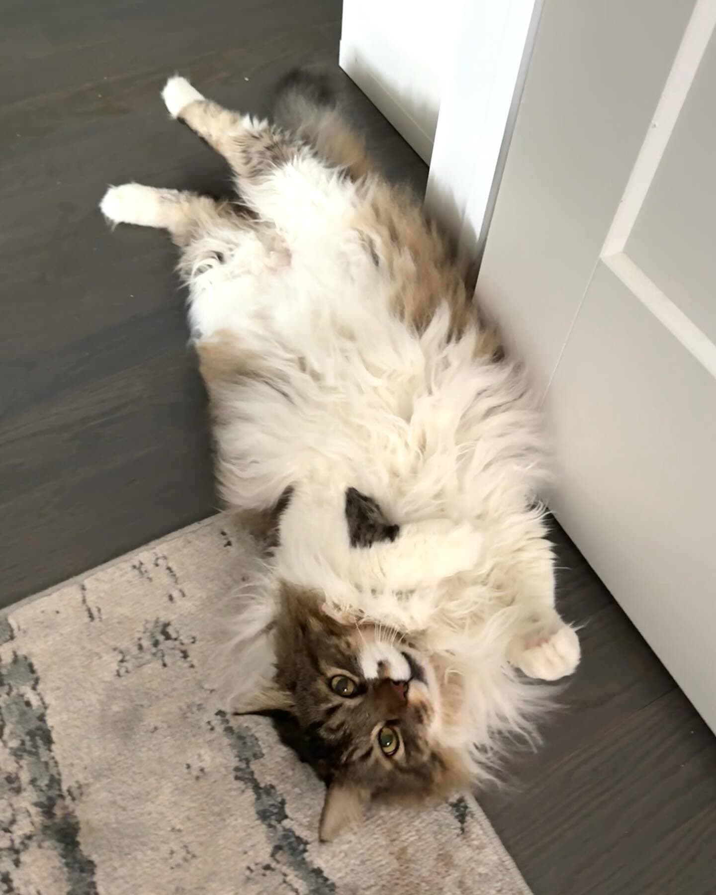 Fred showing his belly