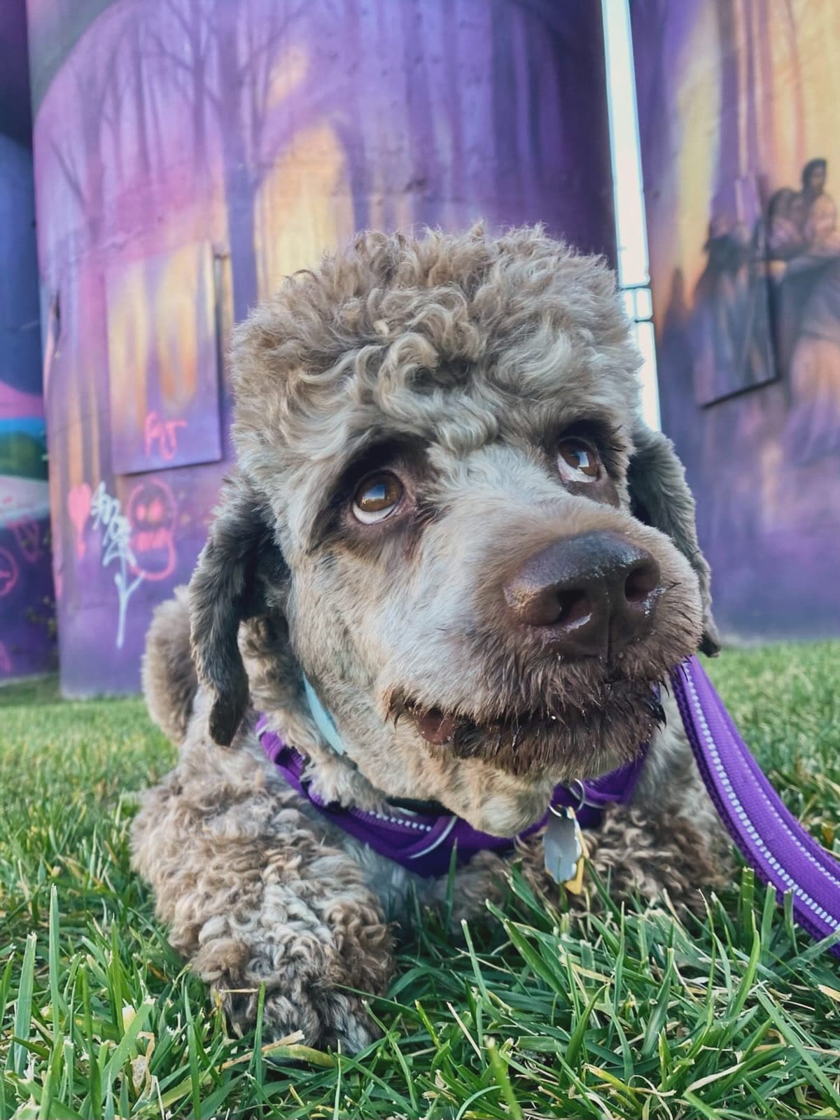 Rasmus the Lagotto Romagnolo
